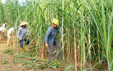 Ngành mía đường “đứng vững” trước hội nhập
