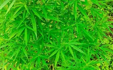 Hà Nội: Phát hiện người nước ngoài trồng 3.000m2 cần sa ở bãi giữa sông Hồng