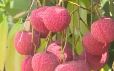 Bắc Giang thúc đẩy tiêu thụ vải trong nước trên nền tảng số