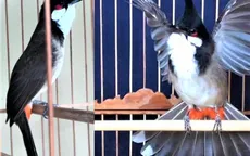 Tháng hành động vì môi trường suy nghĩ về thú chơi chim cảnh