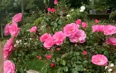Du lịch hoa hồng hút khách sau hơn một năm đại dịch