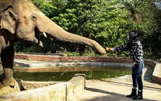 Nuôi nhốt voi trong vườn thú có thể bị coi là bất hợp pháp tại Anh