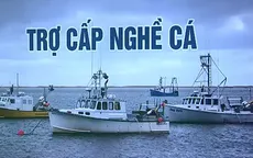 20 năm WTO chưa thống nhất được thỏa thuận trợ cấp nghề cá