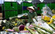 Hàng vạn cành hoa Đà Lạt buộc phải tiêu hủy