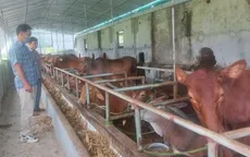 Thực hư quy định 1ha đất nuôi 1 con bò?
