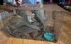 Hai người phụ nữ bị xử phạt hơn 1 tỷ đồng vì buôn bán kỳ đà vân