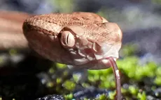 Mỹ: Kinh hãi phát hiện ổ rắn 18 con dưới gầm giường