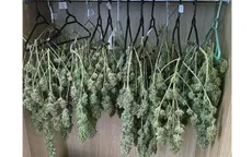 Hàng trăm cành cần sa treo như... quần áo trong tủ