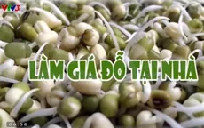 Cách làm giá đỗ tại nhà