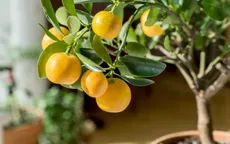 Không cần mua hoa quả tích trữ, bạn có thể trồng những trái cây này tại nhà