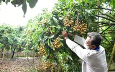 Nhiều giải pháp khơi thông đầu ra cho nông sản ĐBSCL