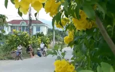 Hoa gọi nắng - Tự tin giữa dịch bệnh