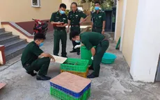 Bắt hơn 700 con cá sấu giống nhập lậu từ Campuchia