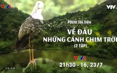 Khám phá bộ phim tài liệu Về đâu những cánh chim trời
