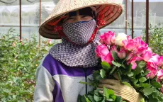 100 triệu cành hoa chờ "giải cứu"
