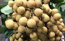 Trung Quốc cấm nhãn của Thái Lan do nhiễm rệp sáp