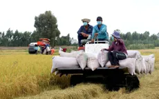 Gỡ thế bí cho gạo Việt