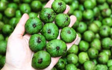 Sấu đông lạnh bán giá 300.000 đồng/kg
