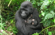 Gorilla núi quý hiếm được sinh ra tại vườn quốc gia Virunga của Congo