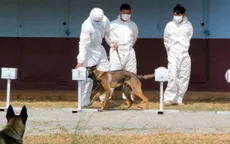 Chó phát hiện người mắc COVID-19 ​chỉ trong 10-15 giây