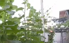 Ở nhà với không gian xanh giữa mùa dịch