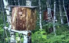 Độc đáo nghề nuôi ong truyền thống tại Nga