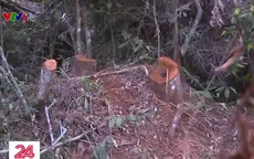 Lợi dụng giãn cách xã hội, chặt phá rừng với diện tích lớn