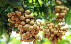 Đặc sản "tiến vua” lên sàn