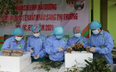 Hải Dương mở vườn thu hái nhãn xuất khẩu năm 2021