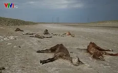 Ngựa chết hàng loạt do hạn hán ở Kazakhstan
