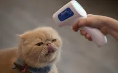 Đột biến COVID-19 cực kỳ nguy hiểm có thể xuất hiện ở vật nuôi của chúng ta?