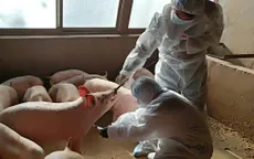 Nhiều nhà sản xuất thịt lợn Trung Quốc ngập trong nợ