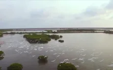 Về đâu những cánh chim trời: Chim hoang dã đã "bay" đi đâu?