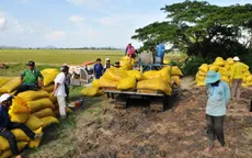 Doanh nghiệp cạn vốn mua lúa vụ Thu Đông