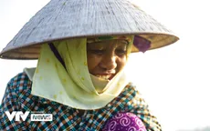 "Nụ cười đồng áng" lại nở trên những ruộng rau tại Hà Nội sau nới lỏng giãn cách