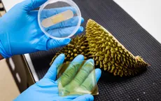 Biến vỏ sầu riêng thành băng keo kháng khuẩn