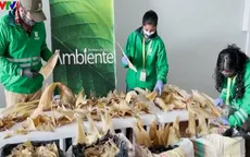 Colombia tịch thu lô hàng 3.500 vây cá mập