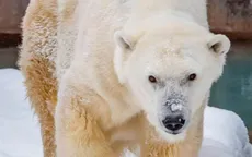 Gấu Bắc Cực "cao niên" nhất được người chăm sóc qua đời tại vườn thú Milwaukee