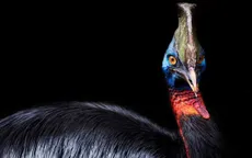 Loài chim nguy hiểm nhất thế giới được con người nuôi cách đây 18.000 năm