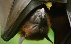 1 ca tử vong vì virus Nipah, Ấn Độ đẩy nhanh truy vết tiếp xúc
