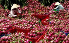 Bộ Công Thương kiến nghị tháo gỡ khó khăn, thúc đẩy tiêu thụ thanh long