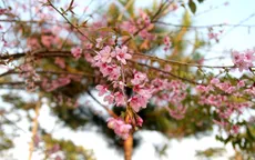 Mai anh đào bung nở rực rỡ