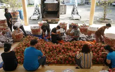 Thị trường châu Âu - thị trường tiềm năng của thanh long Việt