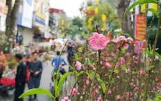 Hà Nội: Cấm xe nhiều tuyến phố phục vụ chợ hoa Tết Nhâm Dần