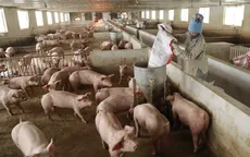 Giá lợn hơi tăng, tiểu thương vẫn kêu khó có lãi