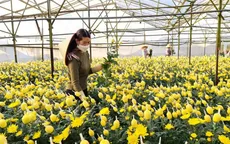 Hoa cúc Đà Lạt tăng giá, người trồng trúng đậm