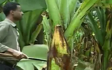 Giống chuối siêu thực phẩm có tiềm năng cứu đói cả châu lục