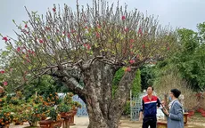 Đào khủng có dáng "bàn tay lộc" được hét giá gần 100 triệu đồng