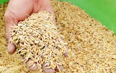 Xuất cấp hạt giống hỗ trợ các địa phương khắc phục thiên tai