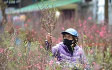 Cứ có đào, có quất, có mai... là Tết về